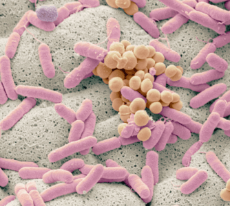 Wieloośrodkowe badanie mikrobiomu toalet szpitalnych: ekspozycja na antybiotyki sprzyja bakteriom z rodzaju Enterococcus kosztem naturalnej mikroflory
